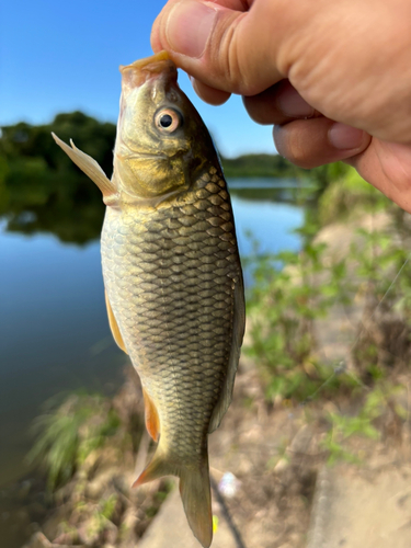 コイの釣果