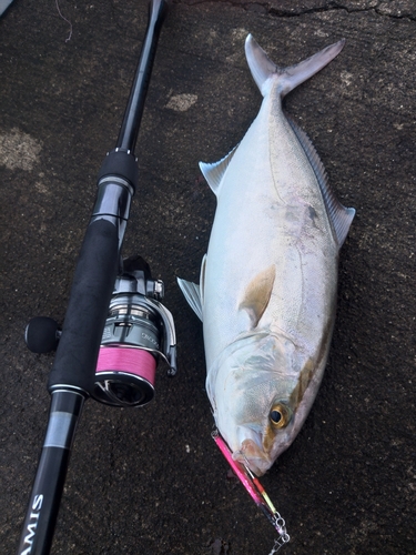 カンパチの釣果