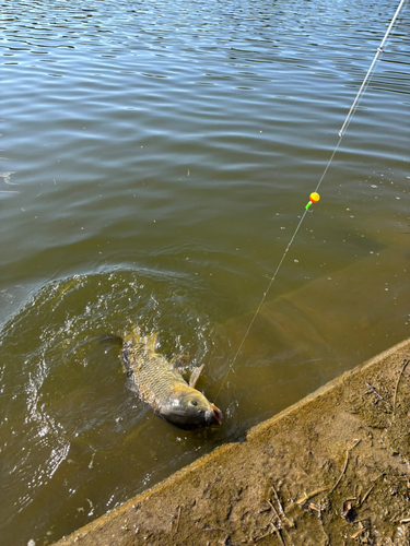 コイの釣果