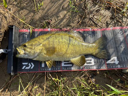 スモールマウスバスの釣果