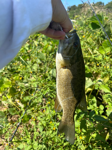 スモールマウスバスの釣果