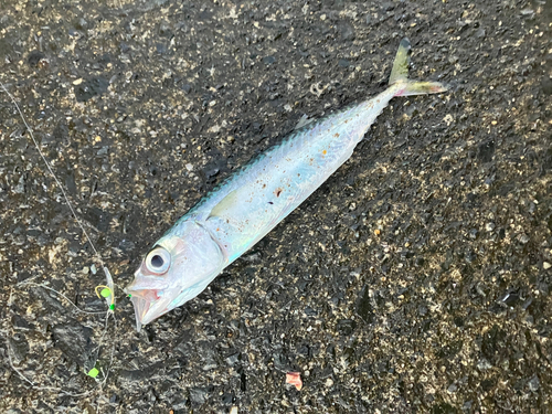 サバの釣果