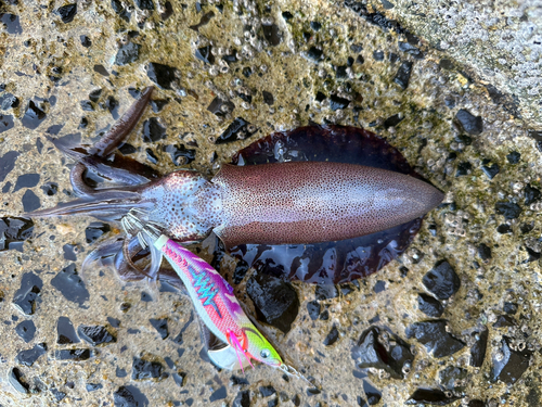 アオリイカの釣果