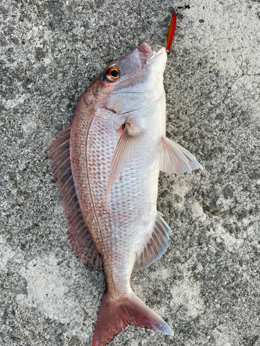 マダイの釣果