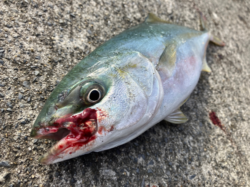 ワカシの釣果