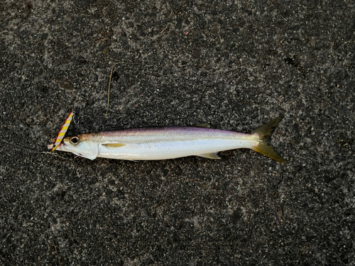 カマスの釣果