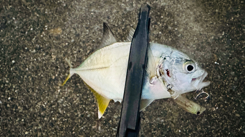 メッキの釣果