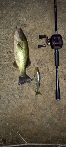 ブラックバスの釣果