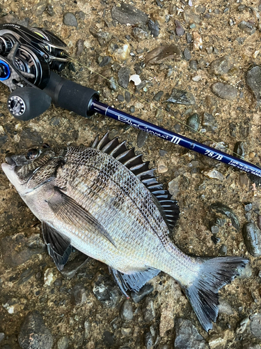 クロダイの釣果