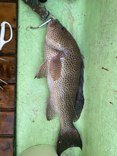 オオモンハタの釣果