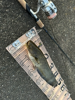 ナマズの釣果