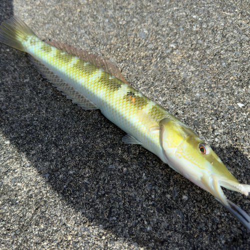 カマスベラの釣果