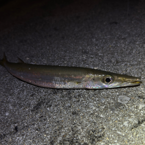 カマスの釣果