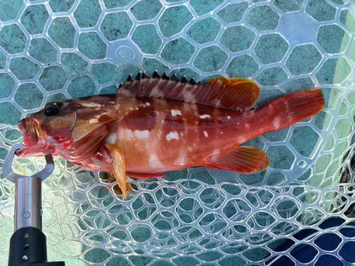 アカハタの釣果