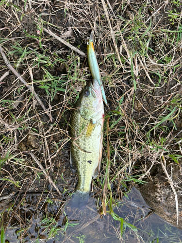 ブラックバスの釣果