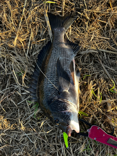 チヌの釣果