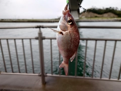 タイの釣果