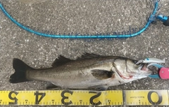 シーバスの釣果