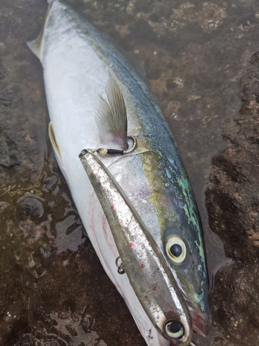 イナダの釣果