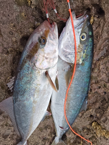 カンパチの釣果