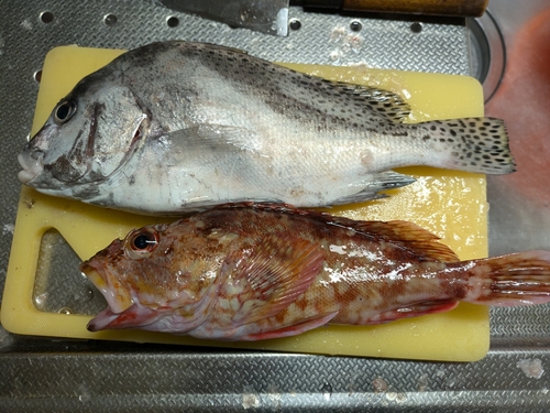 コショウダイの釣果