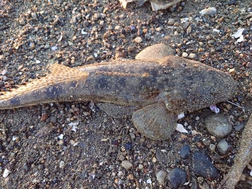 マゴチの釣果