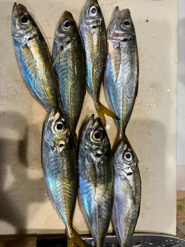 アジの釣果