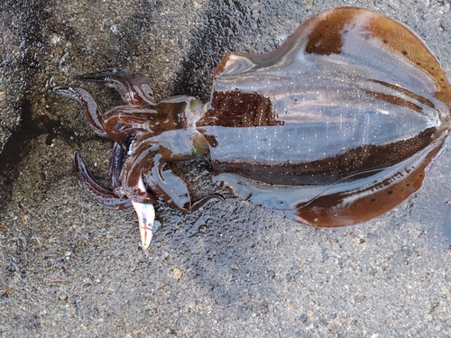 アオリイカの釣果