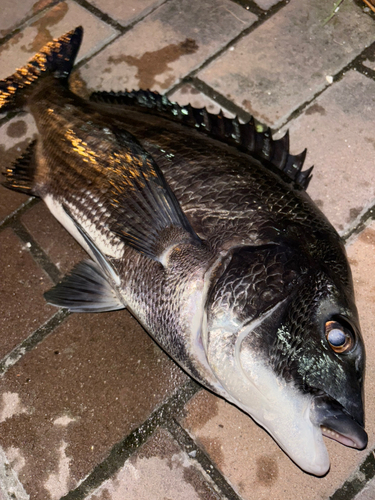 チヌの釣果