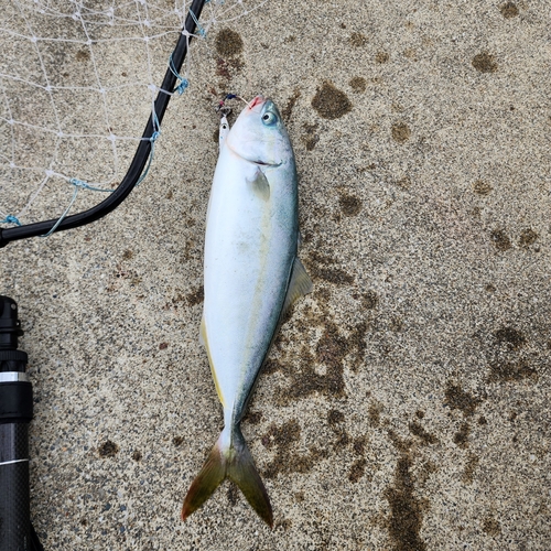 イナダの釣果