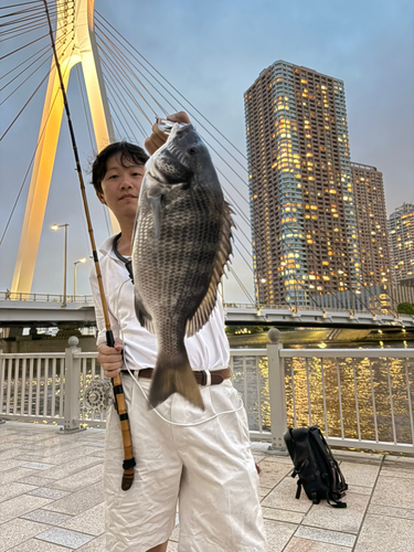 クロダイの釣果