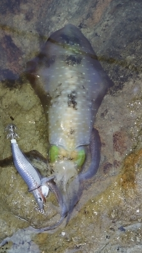 浜田マリン大橋