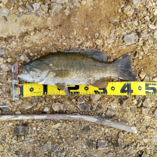 スモールマウスバスの釣果