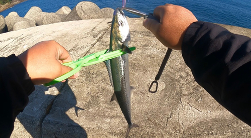 サゴシの釣果