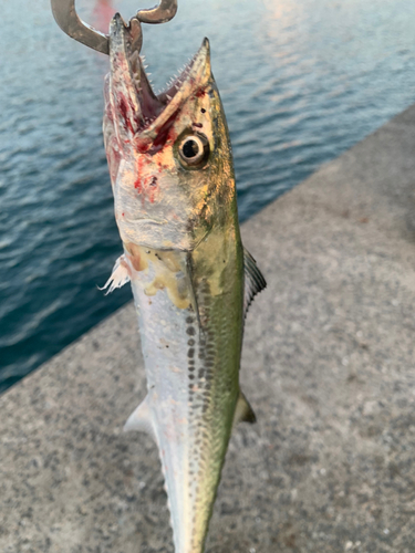 サゴシの釣果