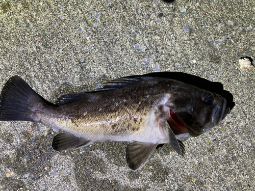 クロソイの釣果