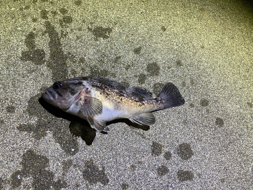 クロソイの釣果