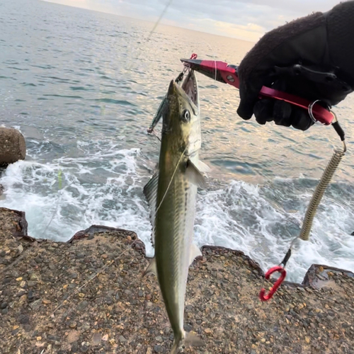 サゴシの釣果