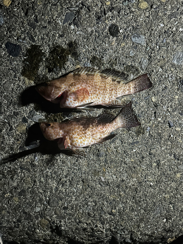 オオモンハタの釣果