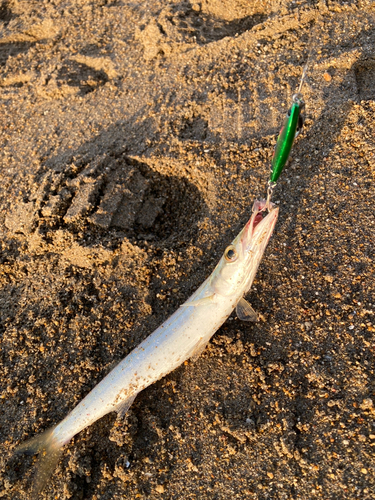 カマスの釣果