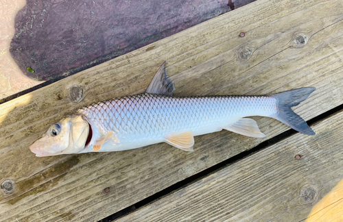 ニゴイの釣果