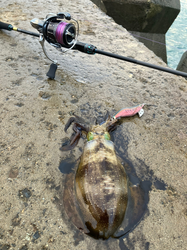 アオリイカの釣果