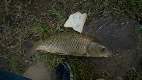 コイの釣果