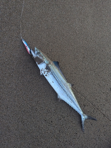 サゴシの釣果