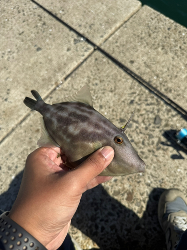 カワハギの釣果