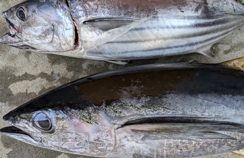 キメジの釣果