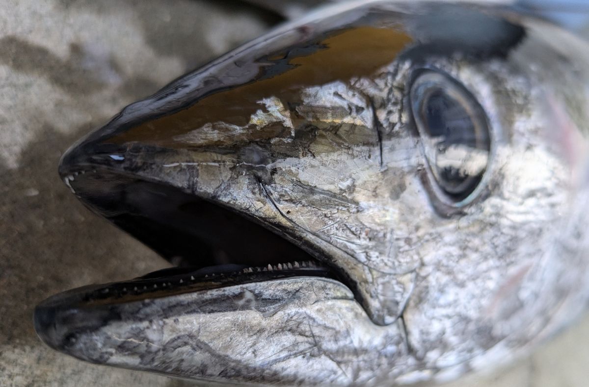 しおタンさんの釣果 2枚目の画像