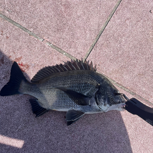 チヌの釣果