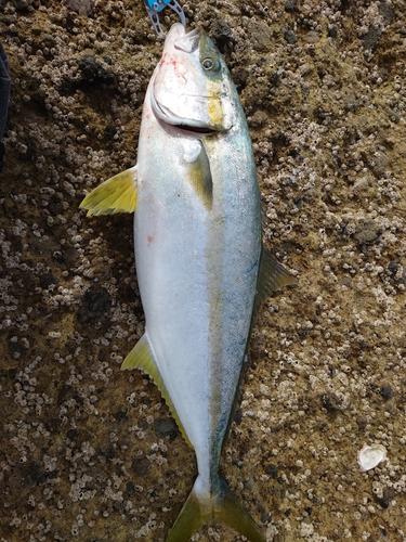 ヒラマサの釣果