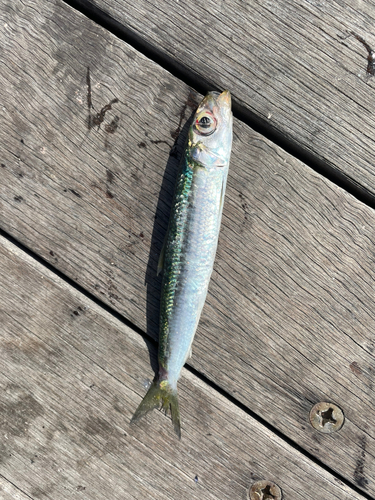 イワシの釣果